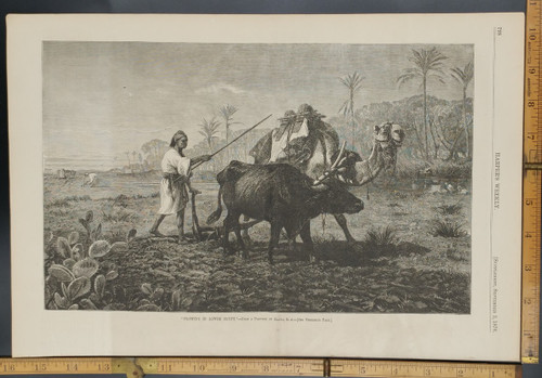 Plowing in Lower Egypt from a painting by Beavis. A Camel as a work animal. Original Antique Engraving AKA Print from 1876.