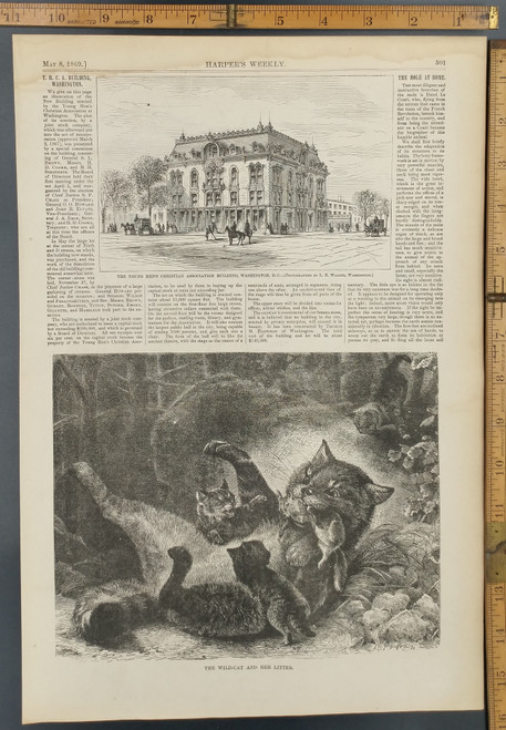 The Wild-Cat and her litter. A big cat feeding her young kittens. Y.M.C.A in Washington, D.C. Original Antique Print 1869.
