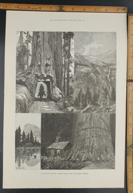 Californian Sketches: Mammoth Trees(Redwood), rock and mountain scenery. Cabin in the woods and a man riding through a tree. Original Antique Print 1888.