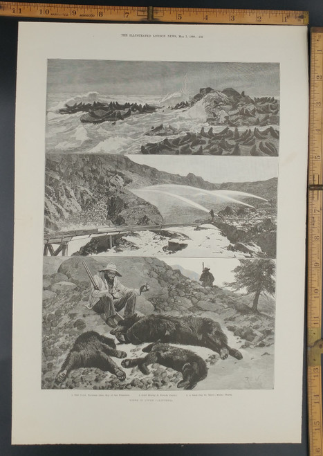 Views in Upper Californian: a good day for bears on Mount Shasta(Bear Hunting?), gold mining in Nevada County and Seal Point Bay of San Francisco. Original Antique Print 1888.