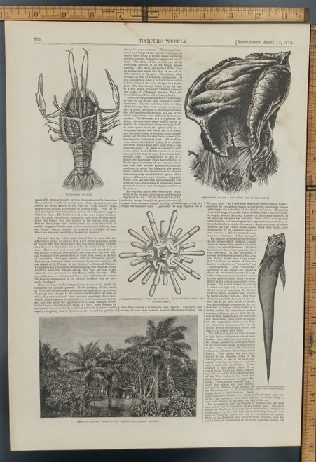 Willemoesia Crucifer(Lobster). Poliopogon Amadou. A Rhabdosphere. Group of Gru-Gru Palms on the Croquet Lawn, Mount Langton. Original Antique Print 1878.