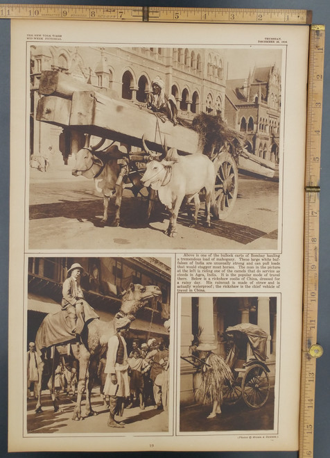 Large white Buffalo in India hauling a huge load of mahogany using bullock carts in Bombay. Man riding a camel and a man pulling a rickshaw. Original Antique WWI Rotogravure-Sepia Tone Print, photo 1916.