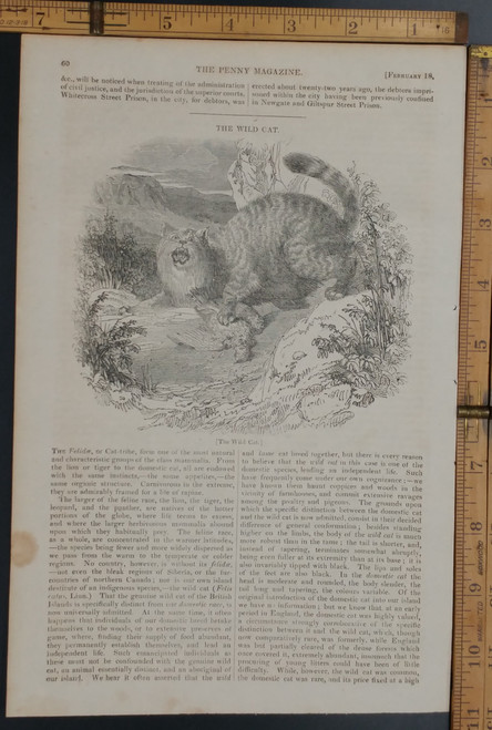 The Wild cat. Woodcut engraving. Scary looking cat out in the wild. Original Antique magazine print from 1837.