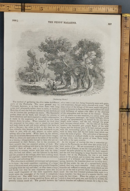 Gathering olives from olive trees in Portugal. Original Antique magazine print from 1837.