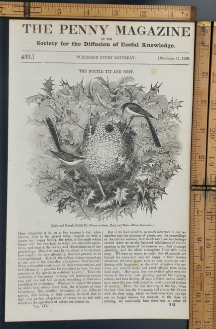 Male and Female Bottle Tit and Nest. Original Antique magazine print from 1838.