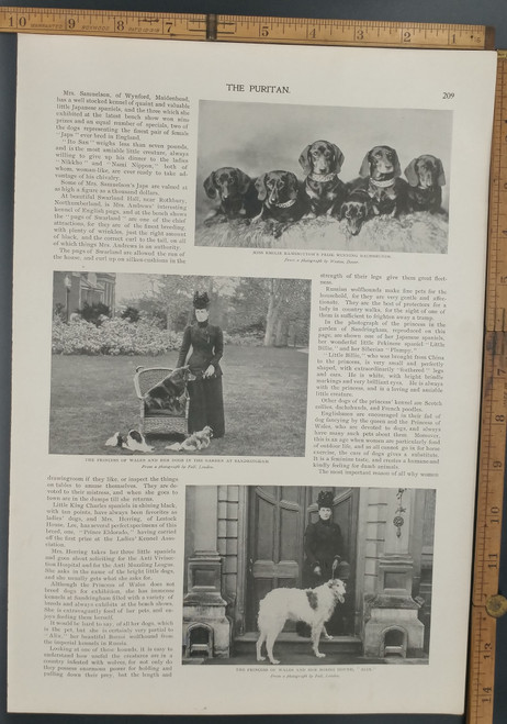 Famous English dogs and their mistresses. Emilie Ramsbottom's prize winning Dachshunds. Princess of Wales and her dogs in the garden at Sandringham. A lovely Borzoi Hound named Alix. Original Antique Puritan print from 1898.