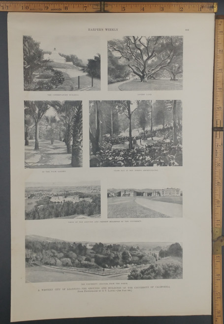 The grounds and buildings of the University of California from photographs by O. V. Lange. Lovers' Lane, Conservatory, Palm Garden and Ben Weed's Amphitheatre. Original Antique print from 1897.