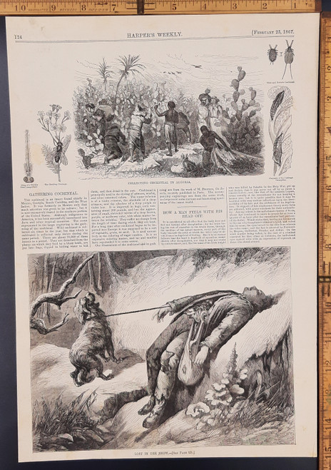 Collecting Cochineal in Algeria. Article on how a man feels with his head cut off. Lost in the snow, a man with the dog on a leash and the man looks dead. Original Antique engraving, print from 1867.