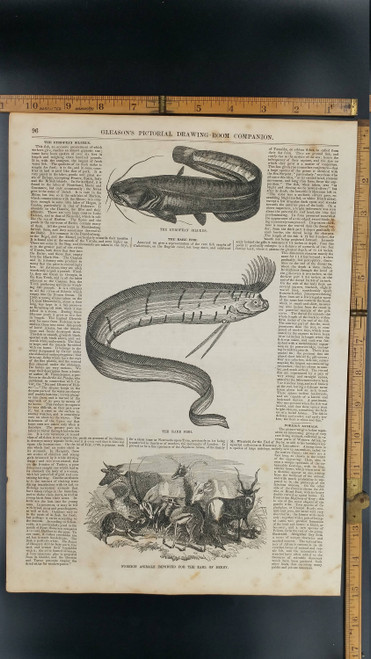 The Rare Fish: Ribbon Fish 1854. The European Silurus. Foreign Animals Imported for the Earl of Derby. Large Antique Engraving, About 11x15