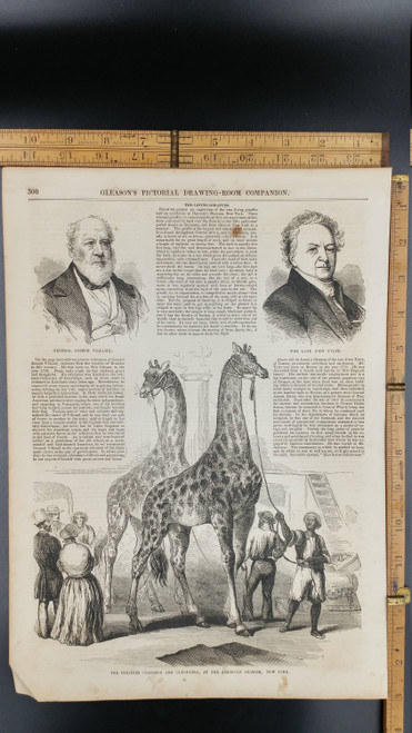 The Giraffes Colossus and Cleopatra, at the American Museum, New York 1854. General Joseph Villamil. Large Antique Engraving, About 11x15