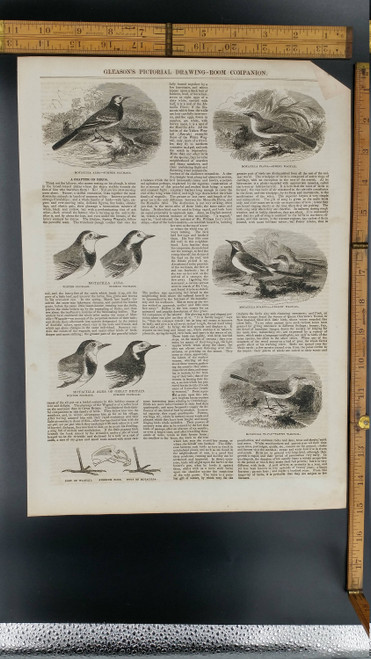 Motacilla Alba of Great Britain with Winter and Summer Plumage 1853. Tawny Wagtail, Yellow Wagtail and Motaila Flava. Antique Engraving.