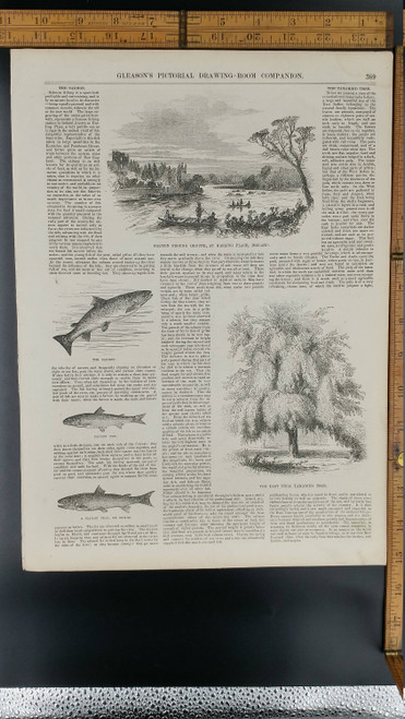 Salmn Fishing Ground, at Hasling Place Ireland 1853. Salmon Fry, Salmon Peal or Grilse. East India Tamarind Tree. Large Antique Engraving.