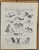 What we see & what we hear at the dog show. Dogs: Terrier, Saint Bernard, staghounds, dachshund, Bichon and bull dog. Original Antique French print from 1909.