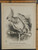 Popular Poll-Parrot by John Tenniel. Agitation of the Reformists for Parliamentary Reform Naughty Bob Lowe. Original Antique print from 1866.