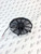 68223 Replacement Motor - 24 Volt