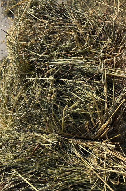 Alberta Timothy 1st Cut