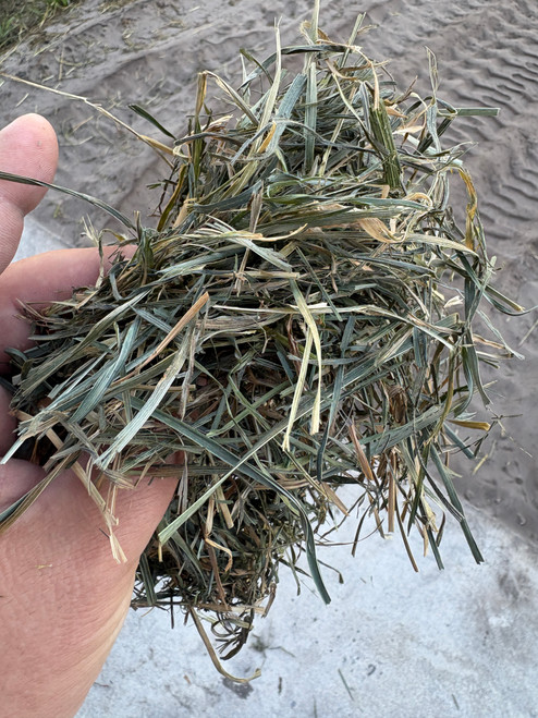 Alberta Orchard Grass