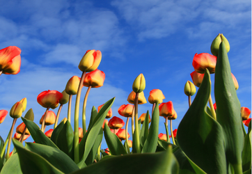 Appreciating Spring Tulips Near and Far
