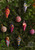 Tree Decorations