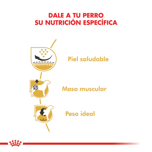 Pug Adulto