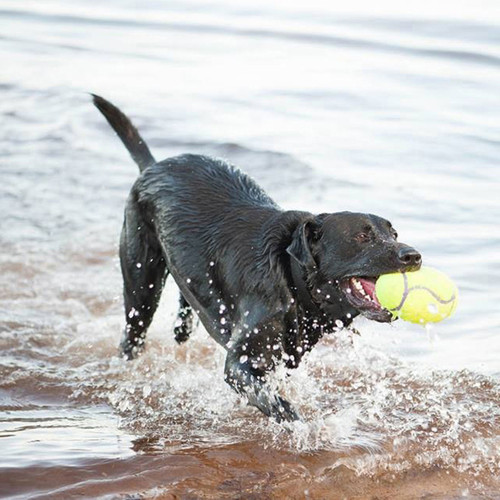 Airdog Football