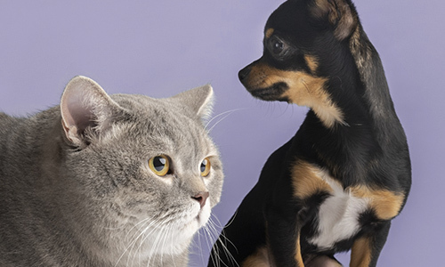 Asesoramiento personalizado para tu mascota en Farmacia Bononad Roca, en Valencia