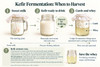 HappyHerbalist Live - never frozen, never dehydrated - Milk kefir Grains  fresh packed in FDA approved Food Grade Plastic. Milk Kefir Grains also known as kefir seeds and high quality stainless steel tea ball making kefir never been easier. HappyHerbalist Live Kefir Grains are double packed in heat sealed FDA approve packages. Guaranteed satisfaction following our Simple Start  Recipe. Our grains will grow and multiple and produce Kefir FOREVER , yep forever.  