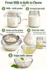 HappyHerbalist Fresh Live Kefir amazing probiotics from Milk to Kefir to Cheese to Beneficial Whey complete with all the amino acids 
