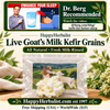 Goat Kefir Grains  All Natural Recommended by DR Berg 