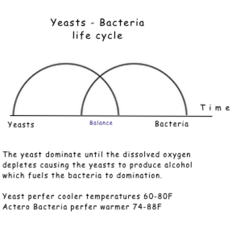 Kombucha Craft Brewing 2 nd Edition Free ebook