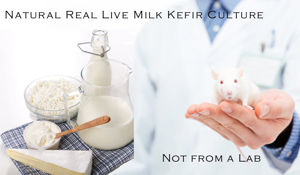 Goats Milk Kefir Culture Live Fresh Goat Kefir Grains