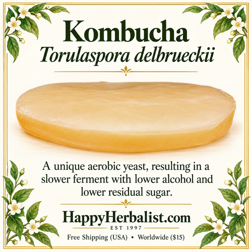 Torulaspora delbrueckii iSCOBY starter culture created by HappyHerbalist  a Low alcohol, low sugar with a hint of a German Wheat beer. thats our Kombucha Mushroom   Torulaspora delbrueckii SCOBY starter culture 