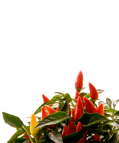 Herbs and Spices for Health, Longevity and flavor