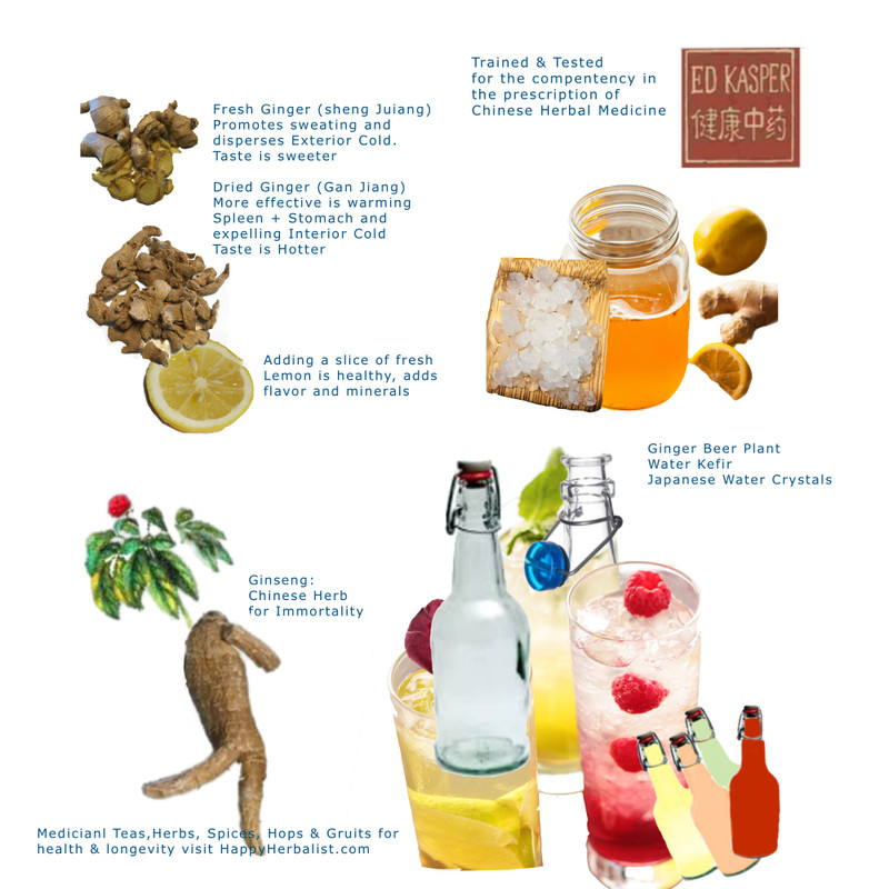 Ginger Beer Plant Starter Culture - Basic Ginger Beer Recipe HappyHerbalist