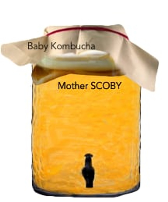 Kombucha Equipment Kit - SCOBY not Included - Worts and All