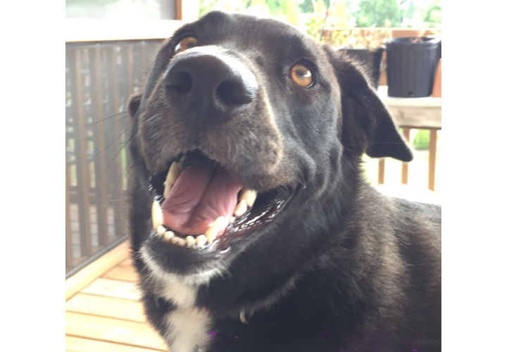 Dog Days of Summer
