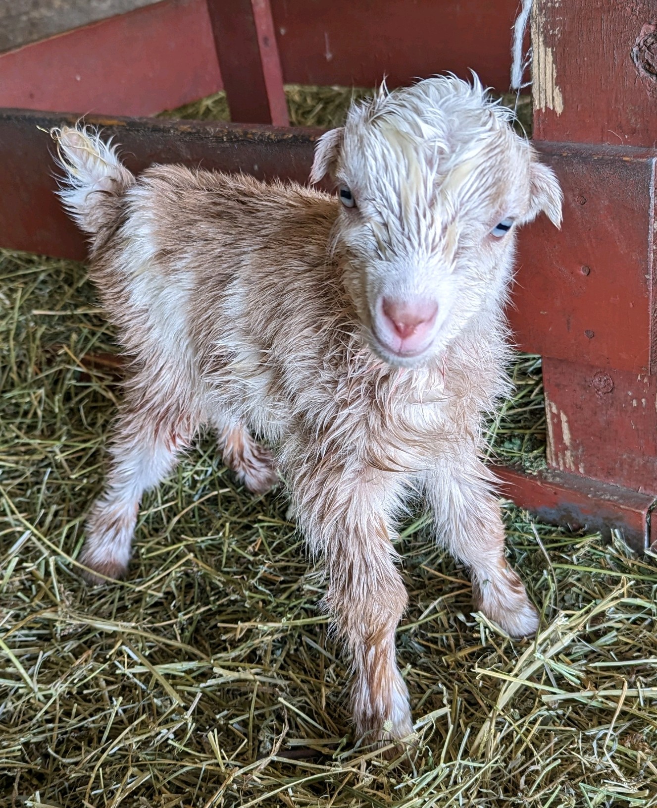 baby-goat.jpg