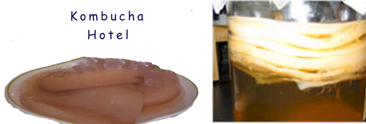 Spotlight: SCOBY and Bacteria – MOMO Kombucha