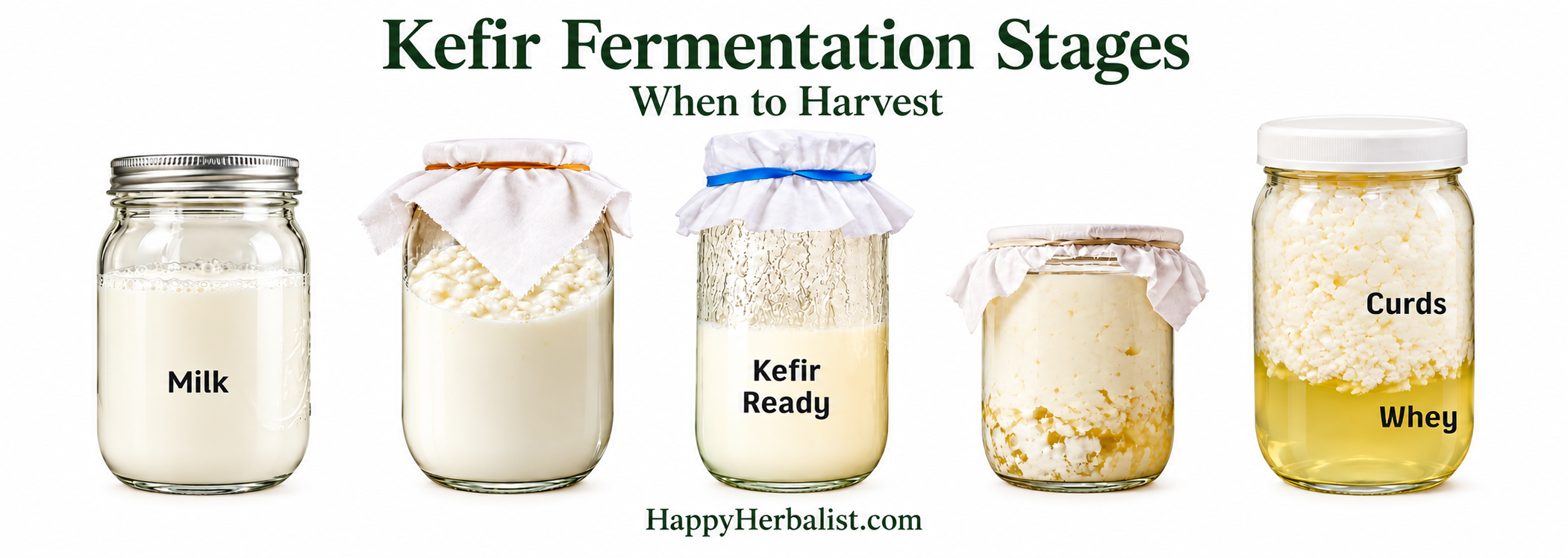kefir-fermentation-stages-white-.png kefir-fermentation-stages-white-.png