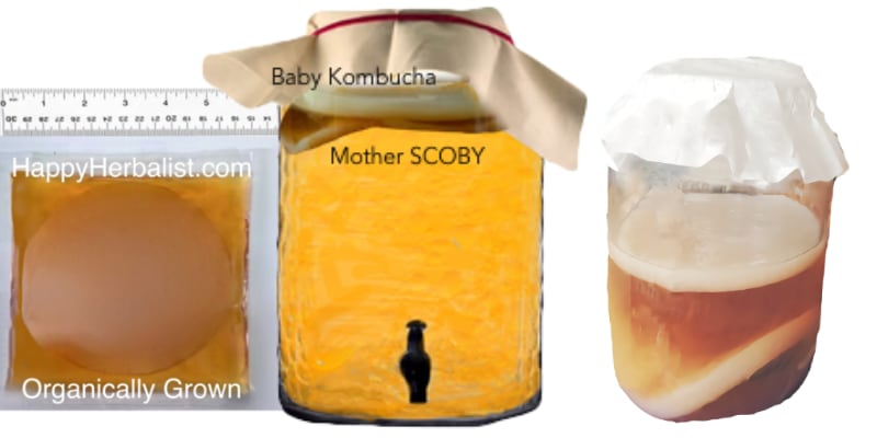 Kombucha SCOBY Pellicle STRONG Starter Tea Probiotic Culture Home Brew  Kombucha Fermented Food & Drinks Sustainable Creative Gift 