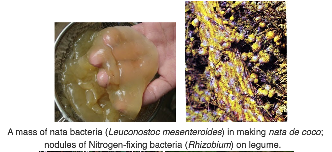 leuconostoc-mesenteroides.png