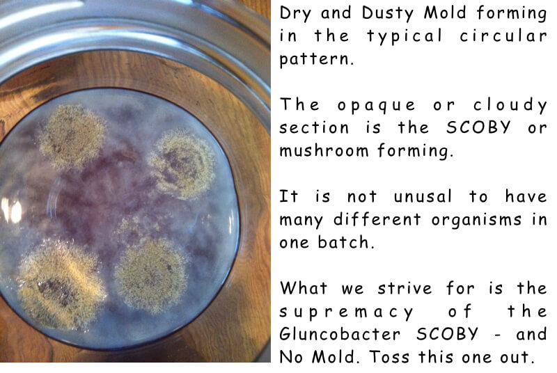 mold-dry-and-dusty-with-scoby-also-forming.jpg