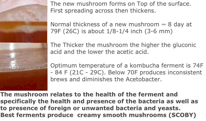 mushroom-forming.jpg