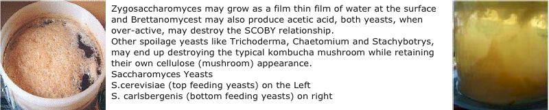 top-and-bottom-feeding-yeasts.jpg