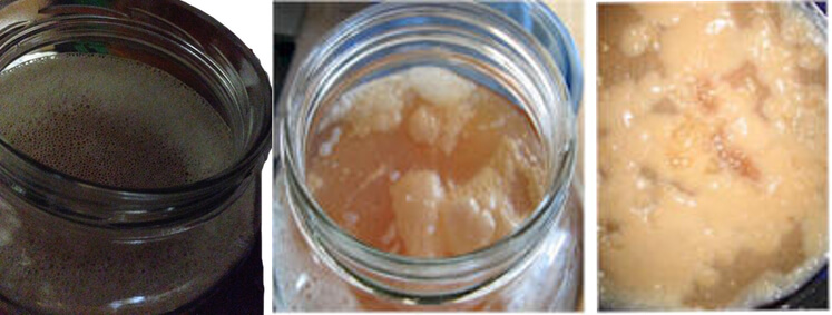 How To Identify And Handle Kombucha Scoby Mold