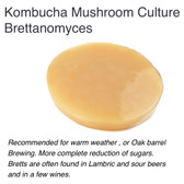 Organically cultivated from scratch. One of our prized creations. Kombucha Mushroom  Starter Culture Brettanomyces. Whats in kombucha.