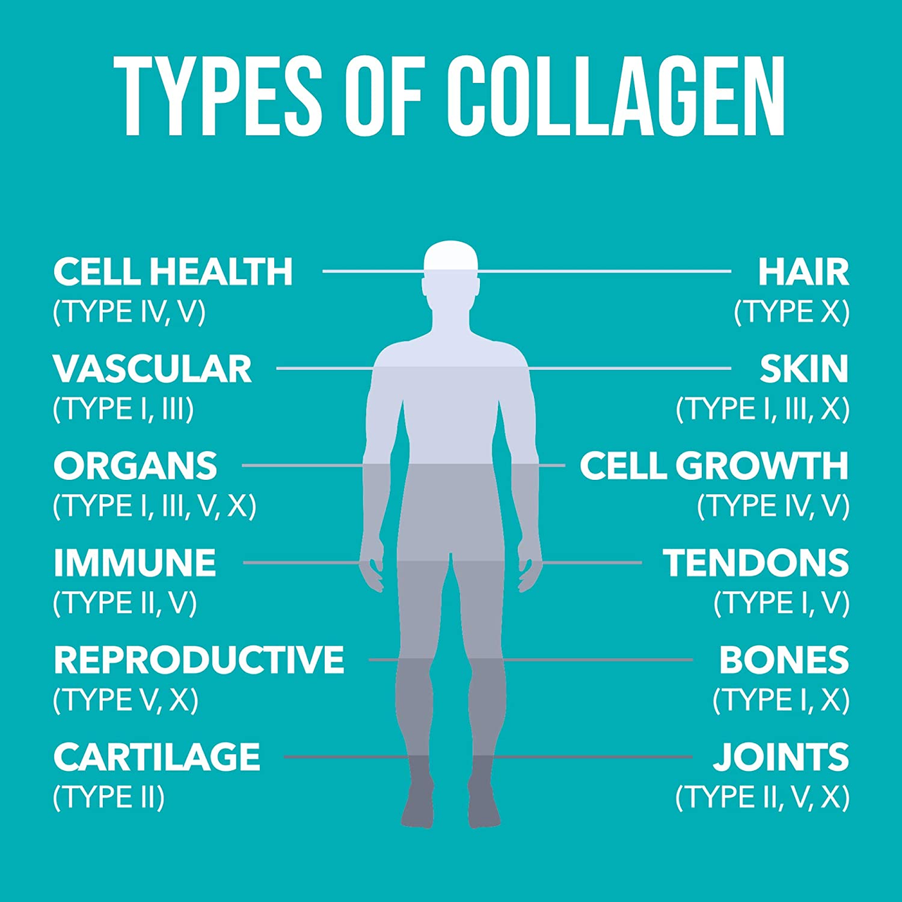 NaturesPlus Collagen Peptides 120 Capsules NaturesPlus Collagen Peptides 120 Capsules