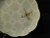 Lenox Butterfly Meadow Trellis Salad Plate Green 8" Louise De Luyer Excellent