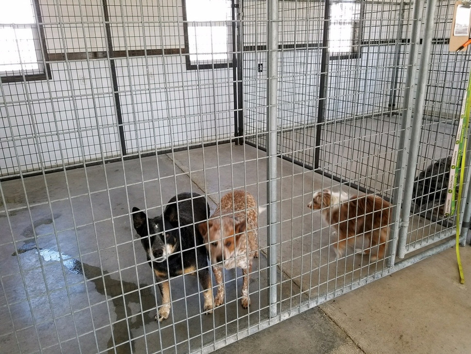 Where to use an epoxy vs. a penetrating sealers in a commercial kennel Where to use an epoxy vs. a penetrating sealers in a commercial kennel