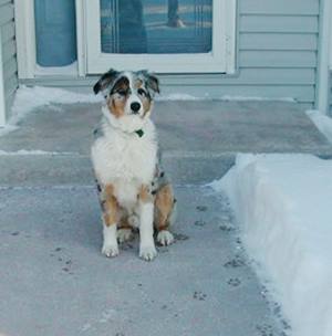 dog-snow-melt-300pix72.jpg